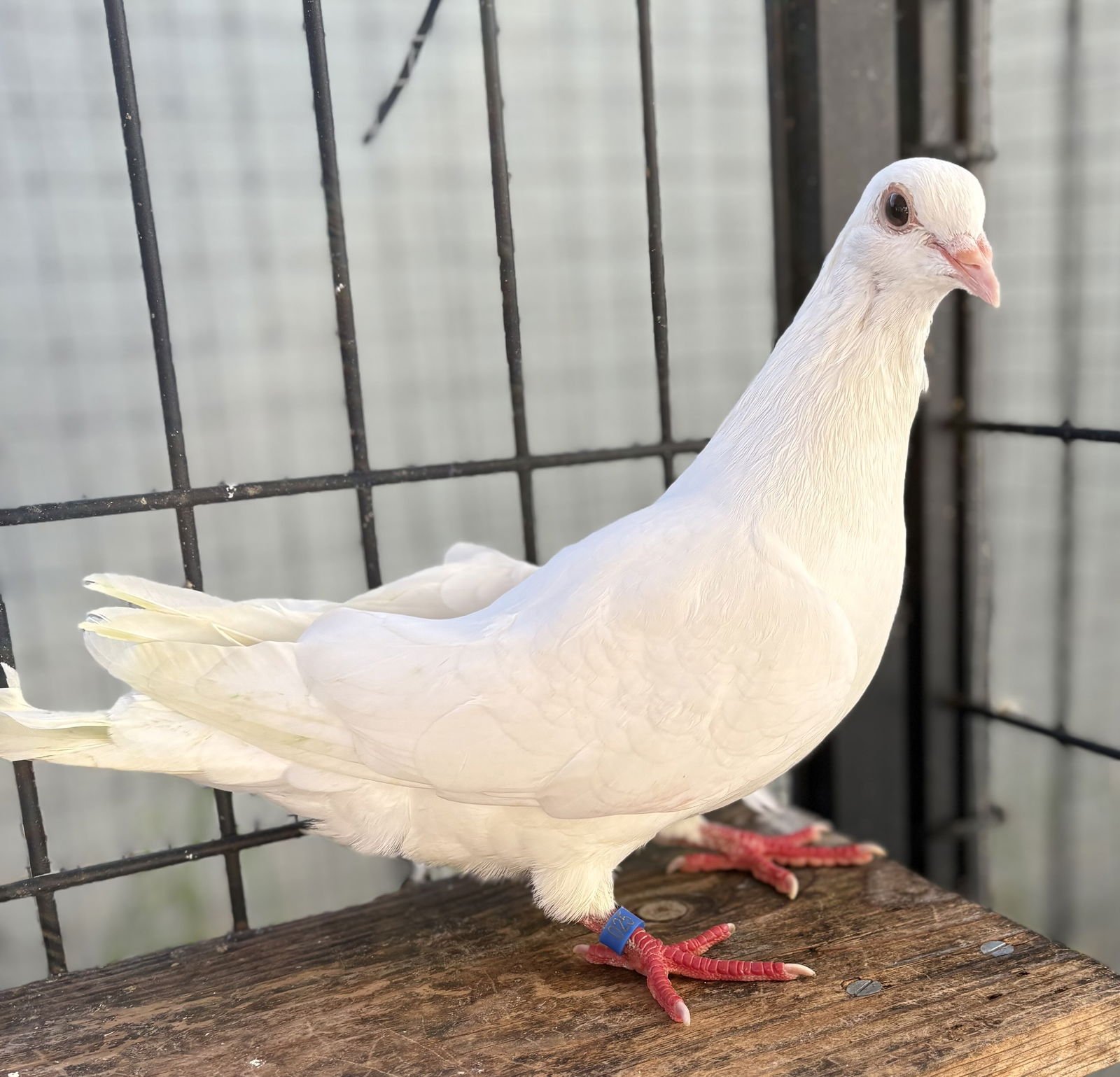 AUGUST - Unknown available for adoption