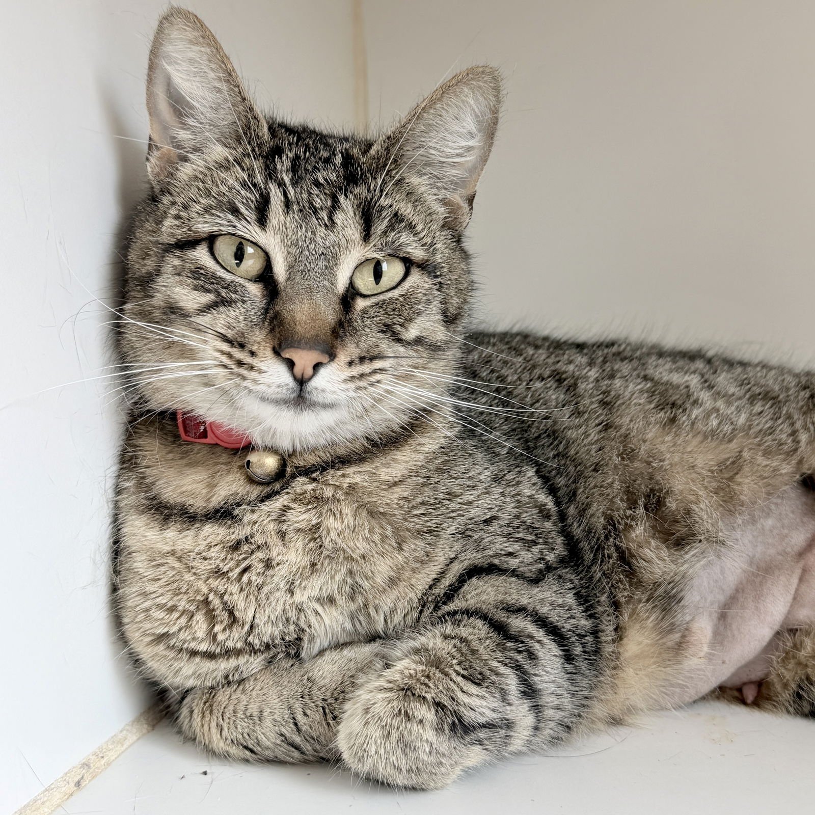 MISS MARPLE - Domestic Short Hair available for adoption