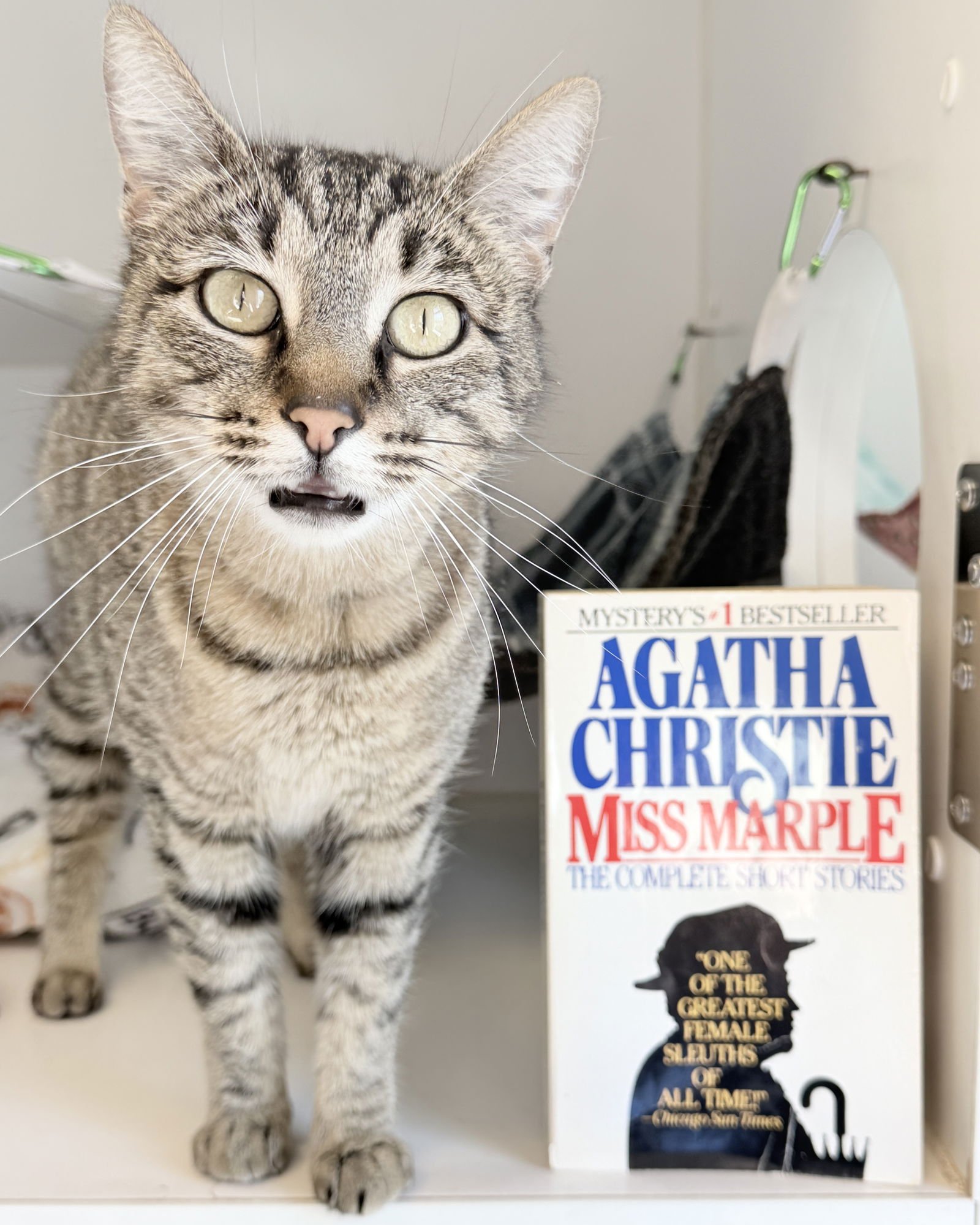 MISS MARPLE - Domestic Short Hair available for adoption