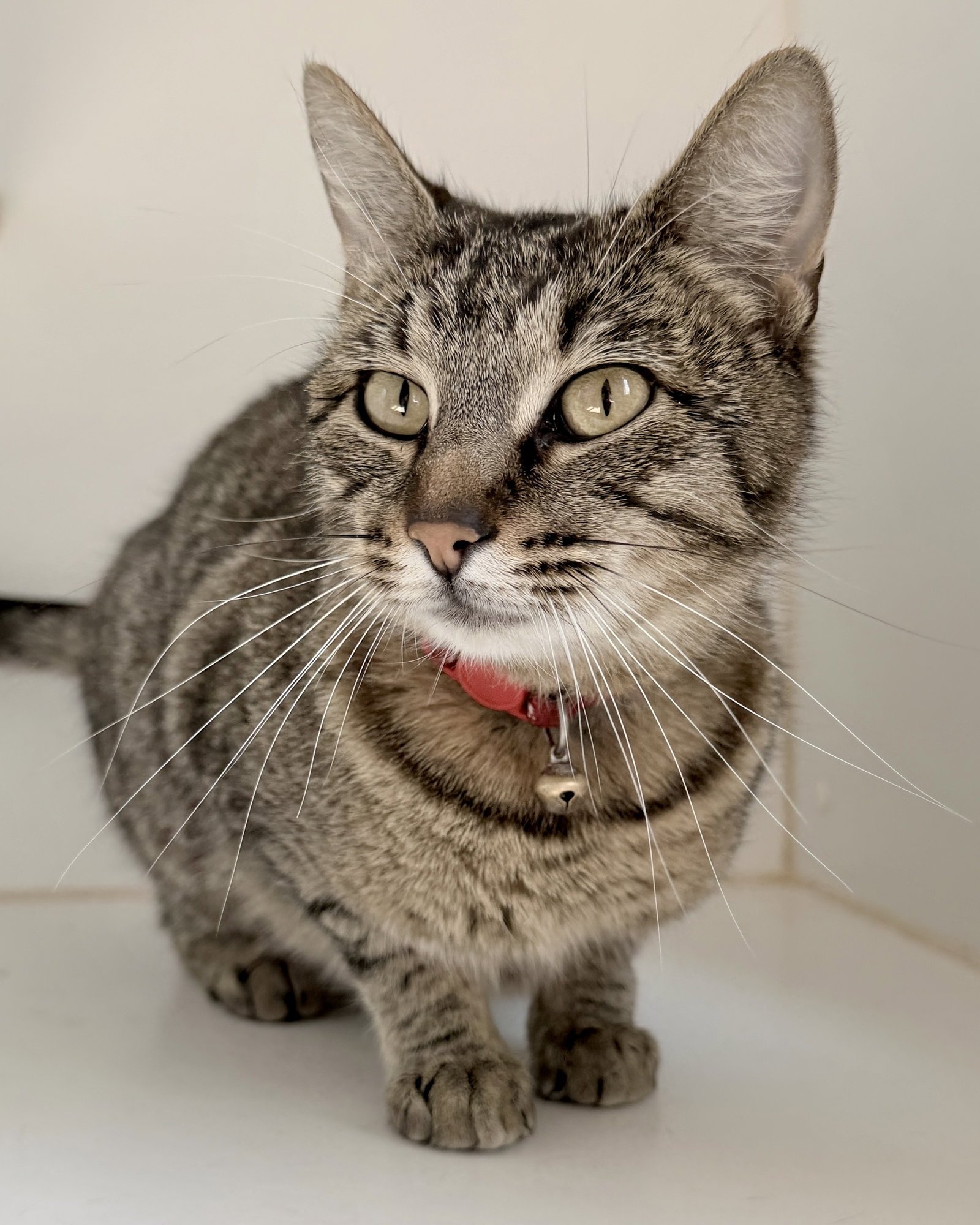 Miss Marple - Photo 3