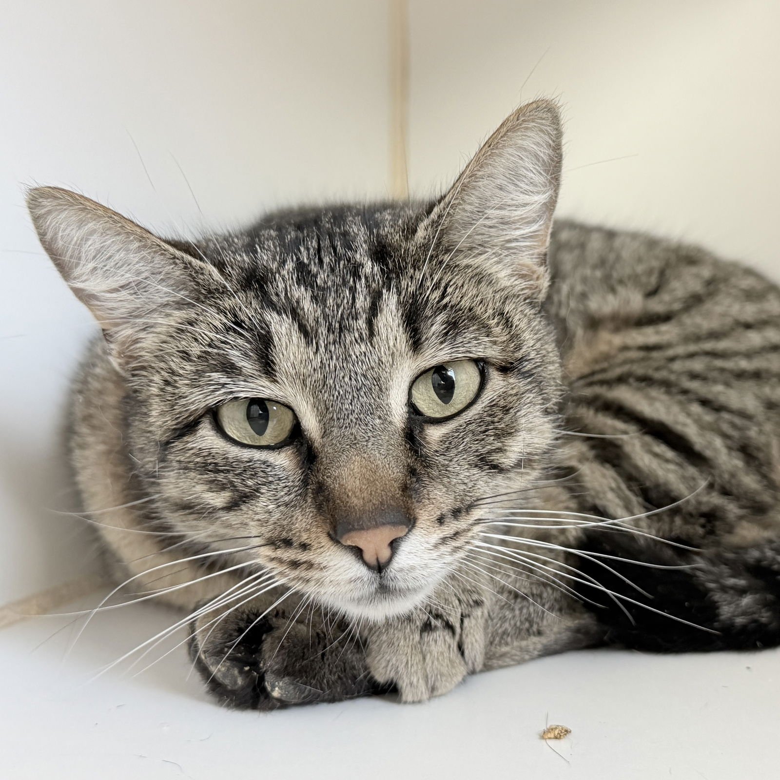 Miss Marple - Photo 4