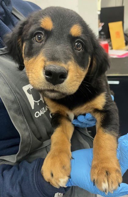 SAMOA - German Shepherd Dog / Doberman Pinscher available for adoption