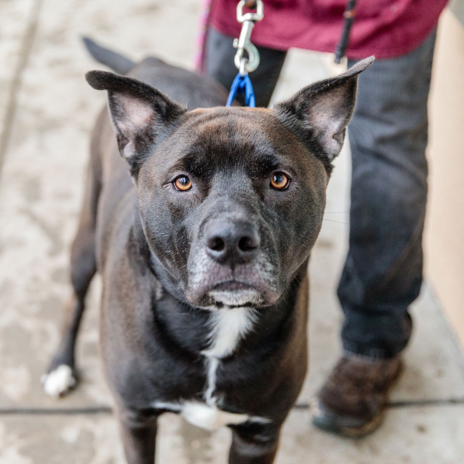 BARTHOLOMEW - Pit Bull Terrier available for adoption