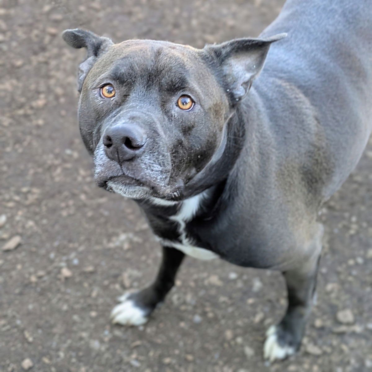 BARTHOLOMEW - Pit Bull Terrier available for adoption
