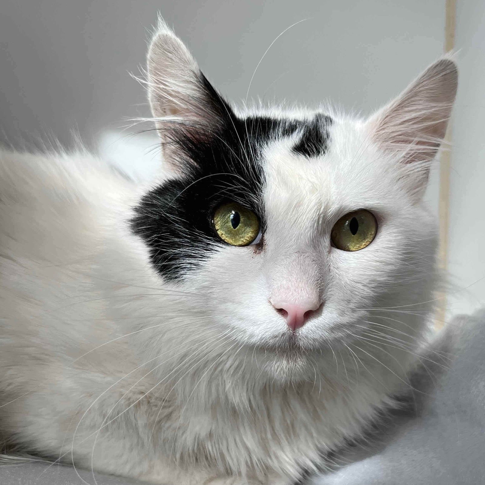 PATRICK - Domestic Medium Hair available for adoption