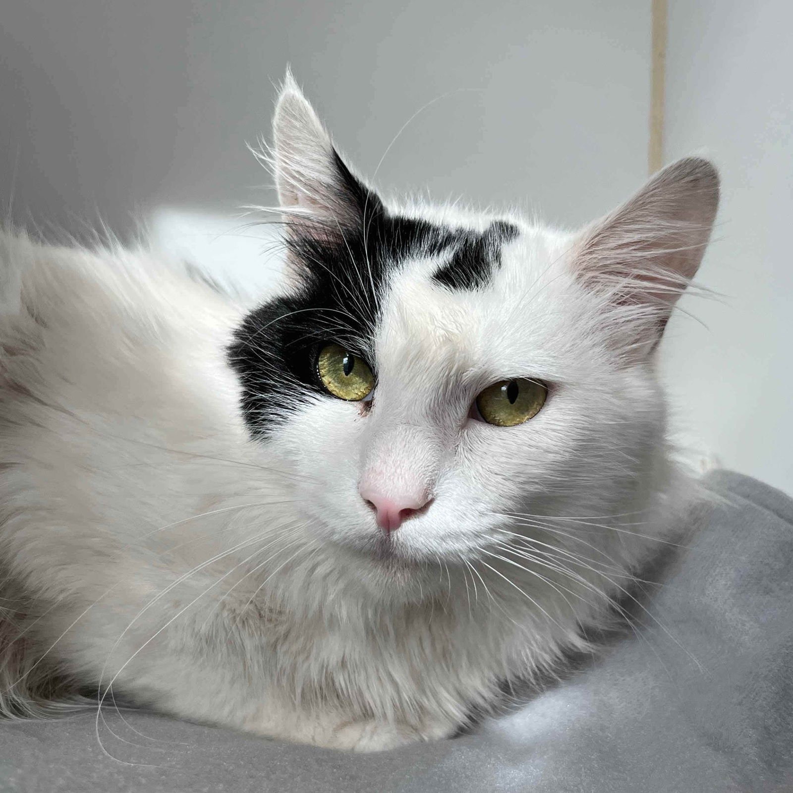 PATRICK - Domestic Medium Hair available for adoption