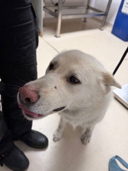 NARNIA - German Shepherd Dog available for adoption