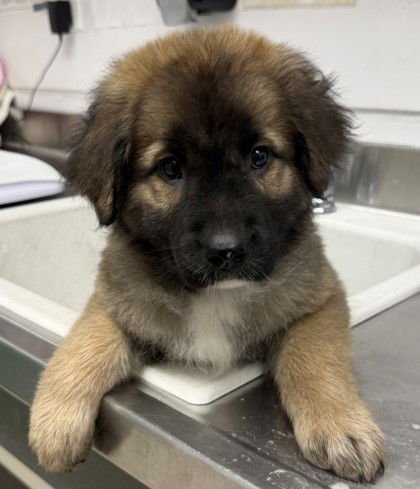 IRIS - German Shepherd Dog available for adoption