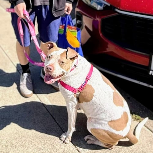 FAE - American Pit Bull Terrier available for adoption