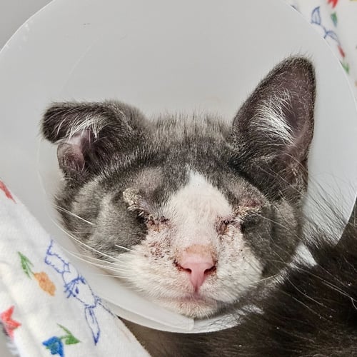 BLANKET (BONDED W/ WAFFLES) - Domestic Short Hair available for adoption