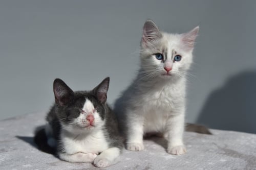 BLANKET (BONDED W/ WAFFLES) - Domestic Short Hair available for adoption