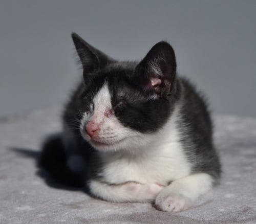 BLANKET (BONDED W/ WAFFLES) - Domestic Short Hair available for adoption