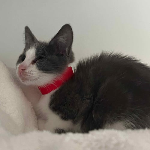 BLANKET (BONDED W/ WAFFLES) - Domestic Short Hair available for adoption