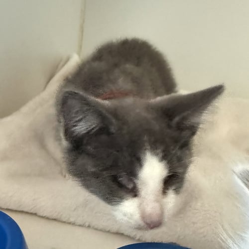 BLANKET (BONDED W/ WAFFLES) - Domestic Short Hair available for adoption