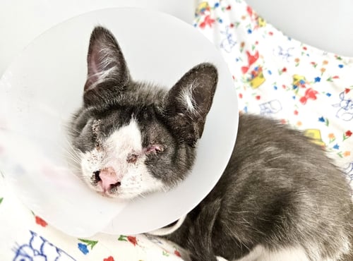 BLANKET (BONDED W/ WAFFLES) - Domestic Short Hair available for adoption