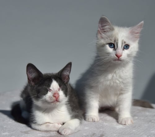 BLANKET (BONDED W/ WAFFLES) - Domestic Short Hair available for adoption
