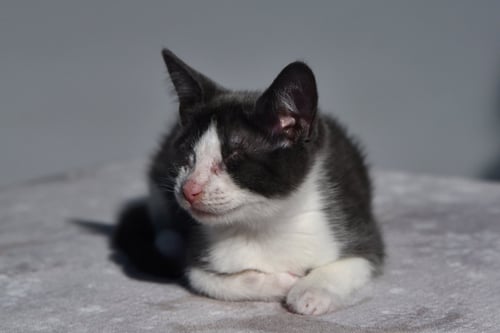 BLANKET (BONDED W/ WAFFLES) - Domestic Short Hair available for adoption