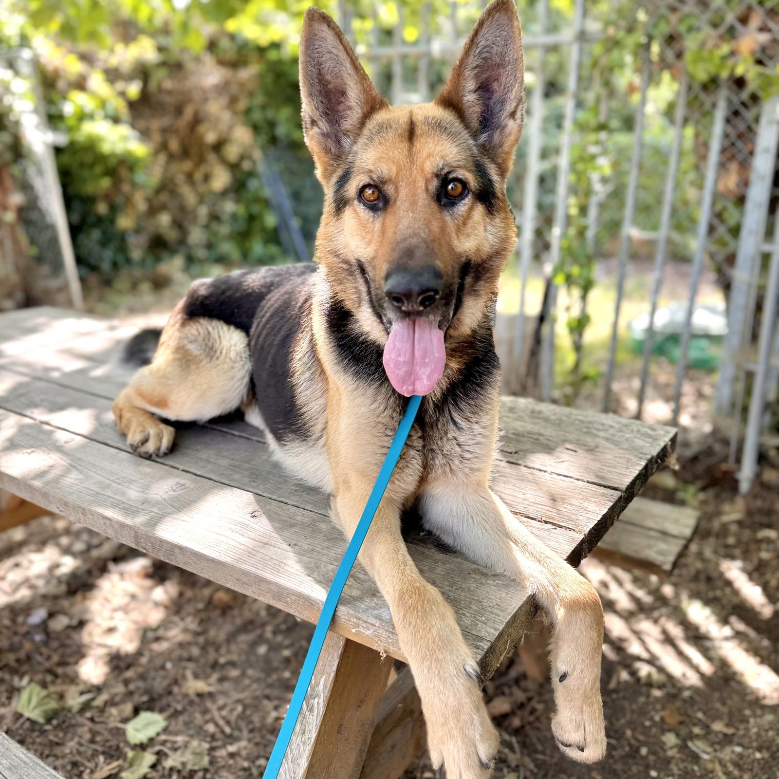 KANTOR - German Shepherd Dog available for adoption