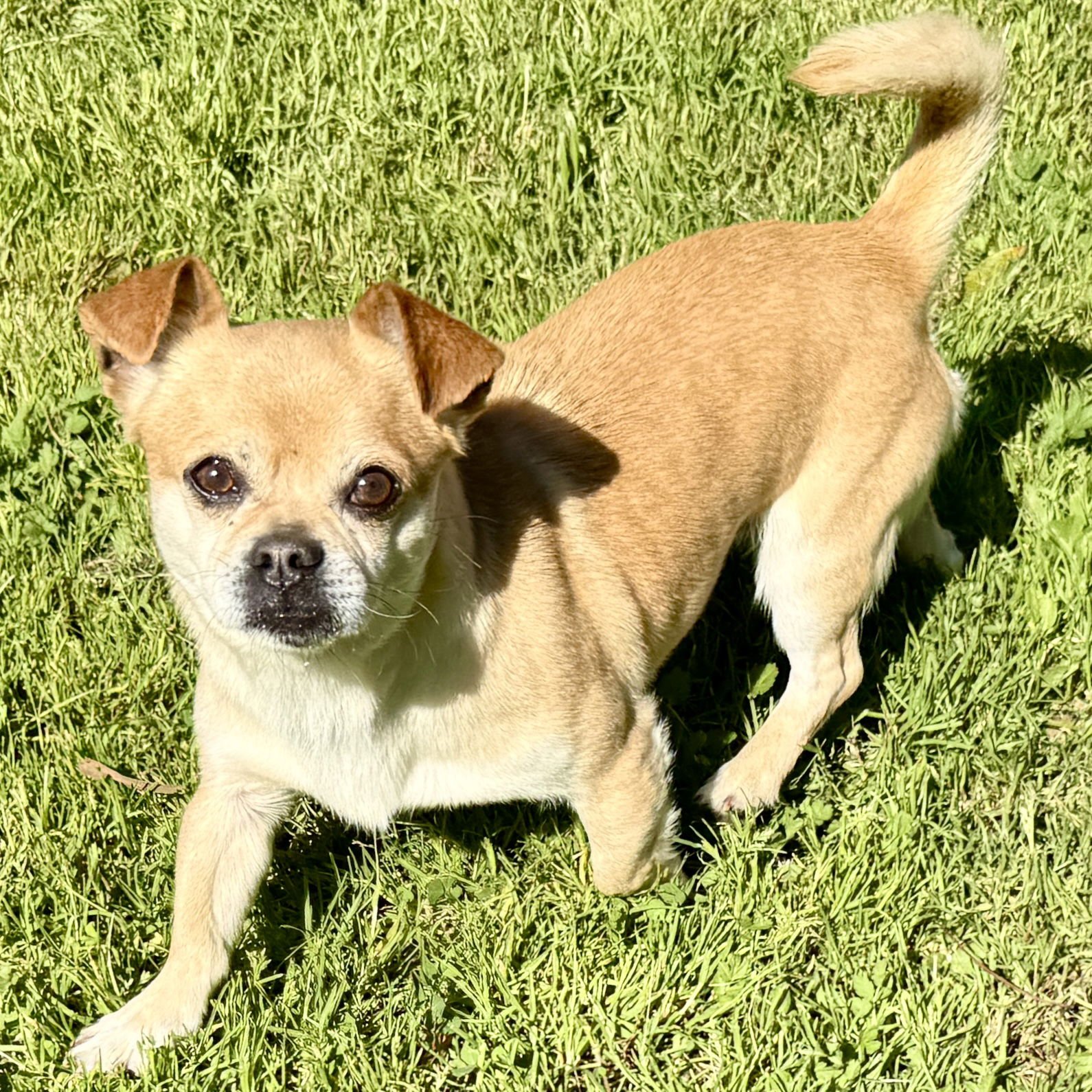 TORTILLA CHIP - Unknown available for adoption