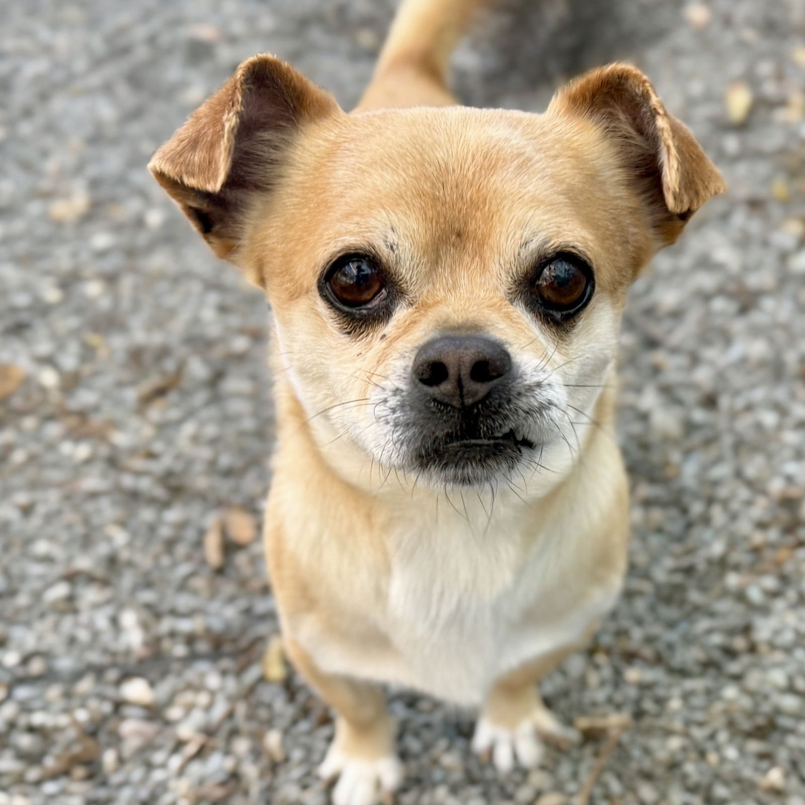 TORTILLA CHIP - Unknown available for adoption