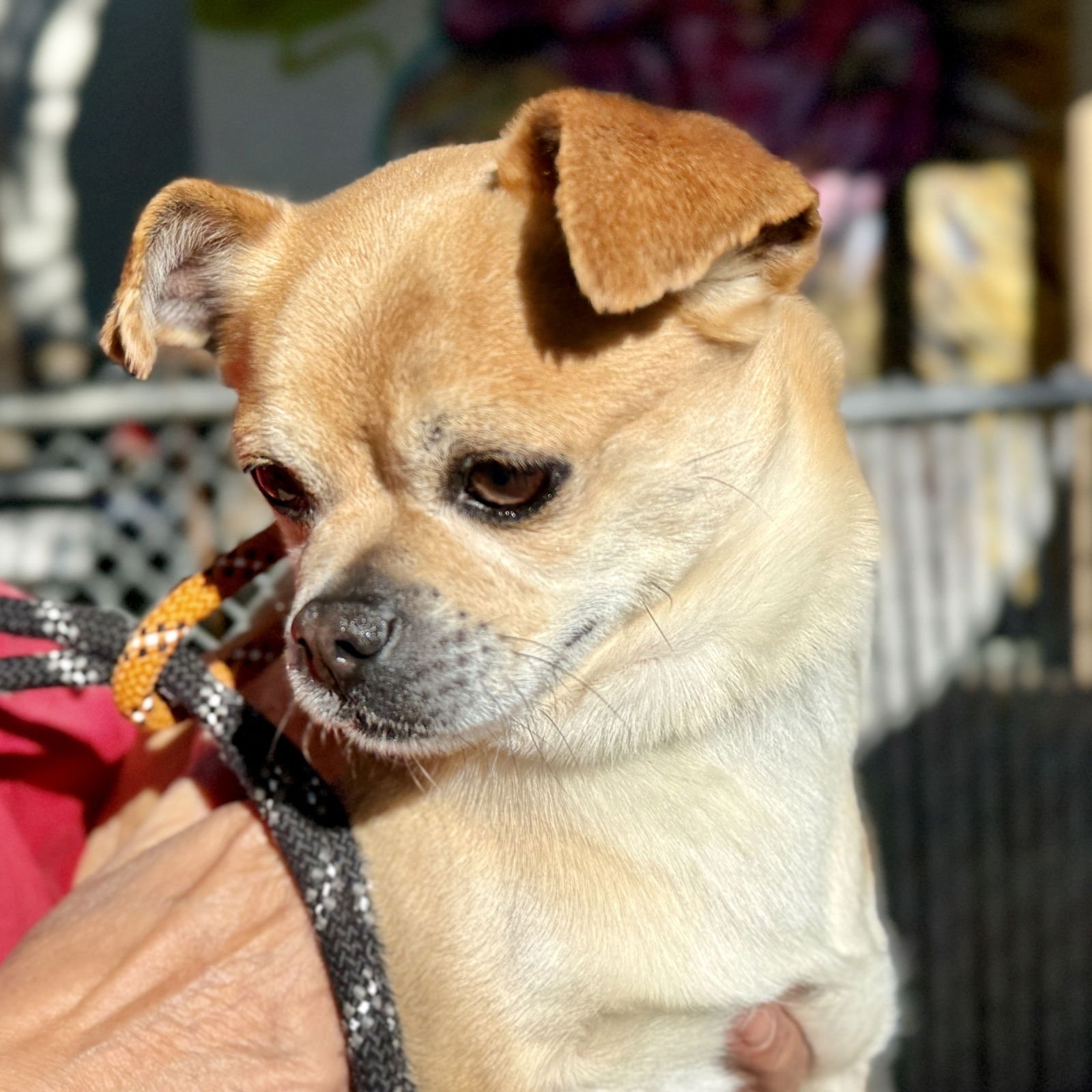 Tortilla Chip - Photo 3