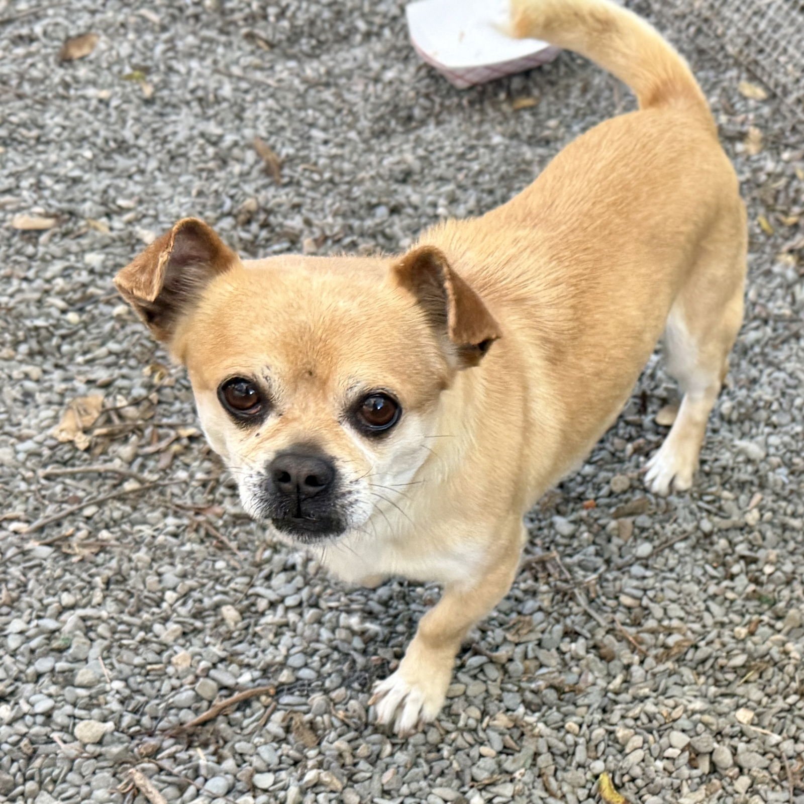 Tortilla Chip - Photo 4