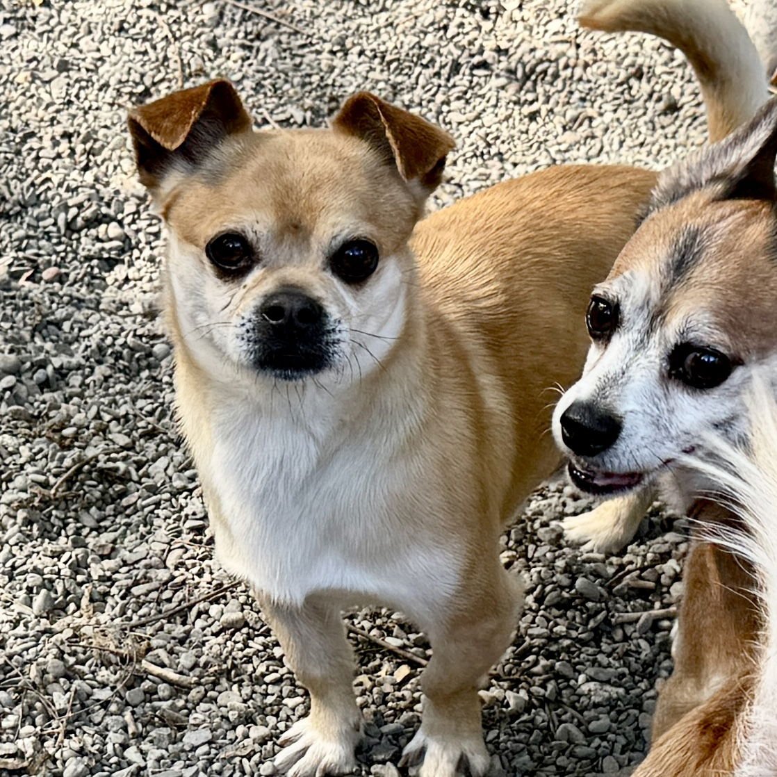 Tortilla Chip - Photo 5