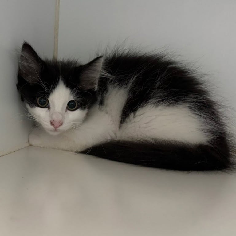 Leon (bonded w/ Voltairine) Image