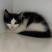 Leon (bonded w/ Voltairine) - Photo 1