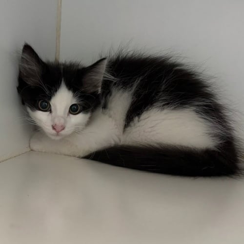 LEON (BONDED W/ VOLTAIRINE) - Domestic Medium Hair for adoption in San Francisco