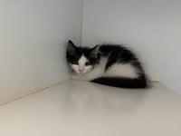 Leon (bonded w/ Voltairine) - Photo 2