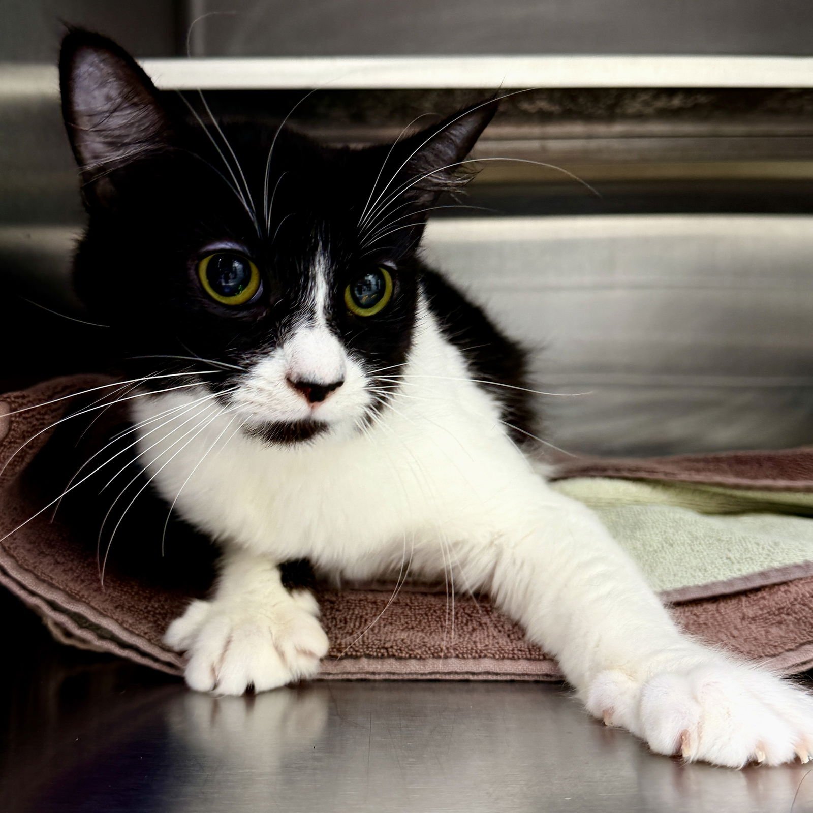 CORA - Domestic Short Hair available for adoption