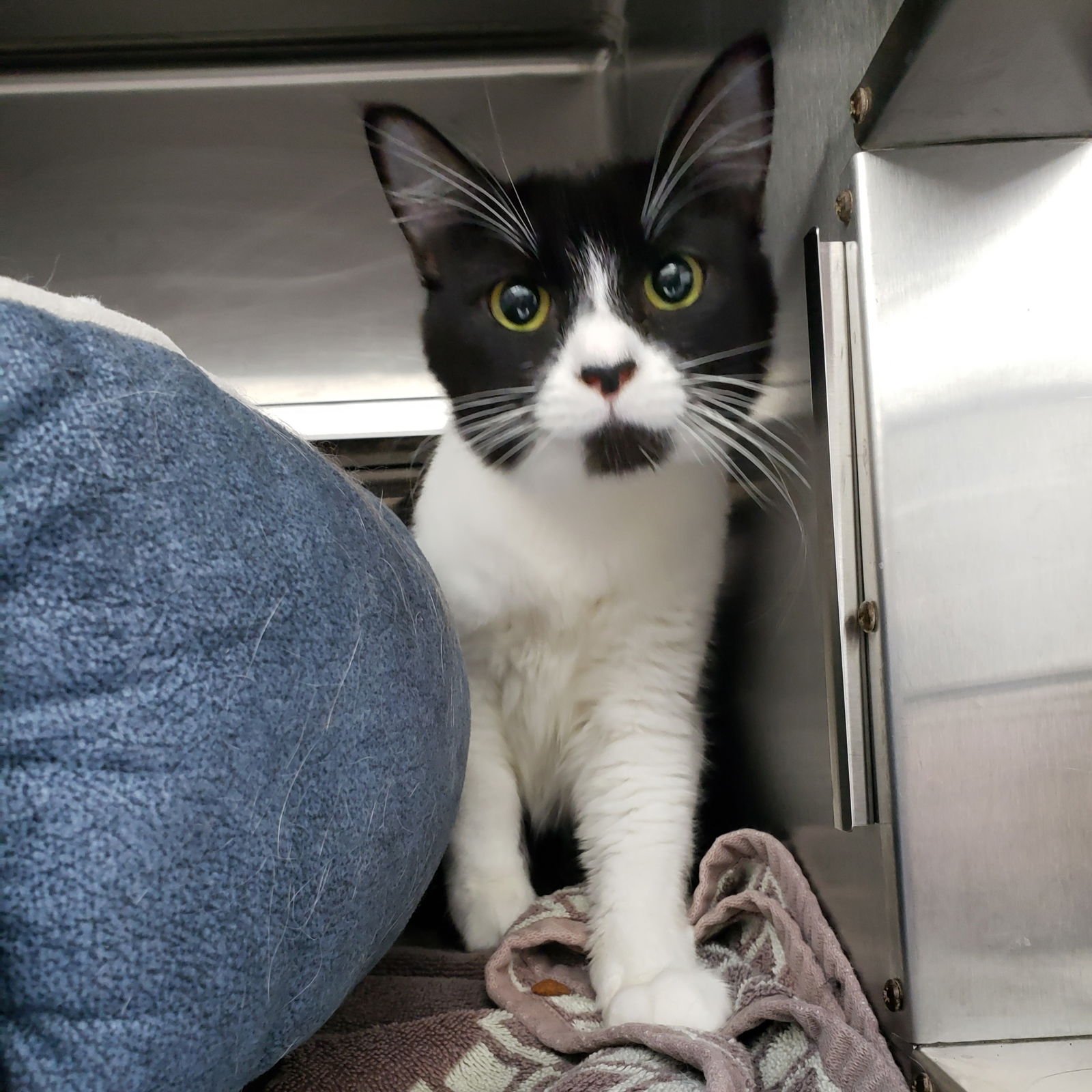 CORA - Domestic Short Hair available for adoption