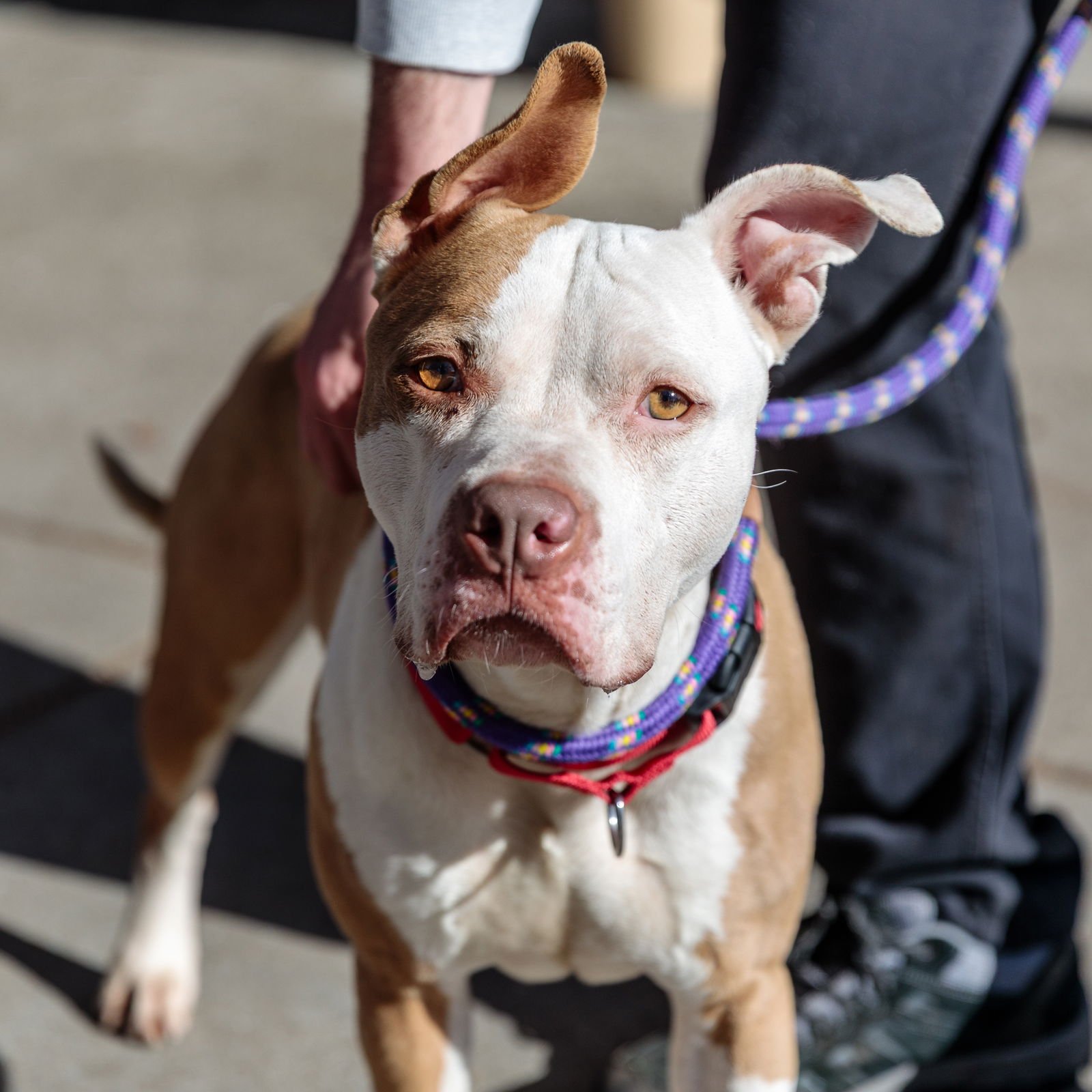 SEUSS - American Pit Bull Terrier available for adoption