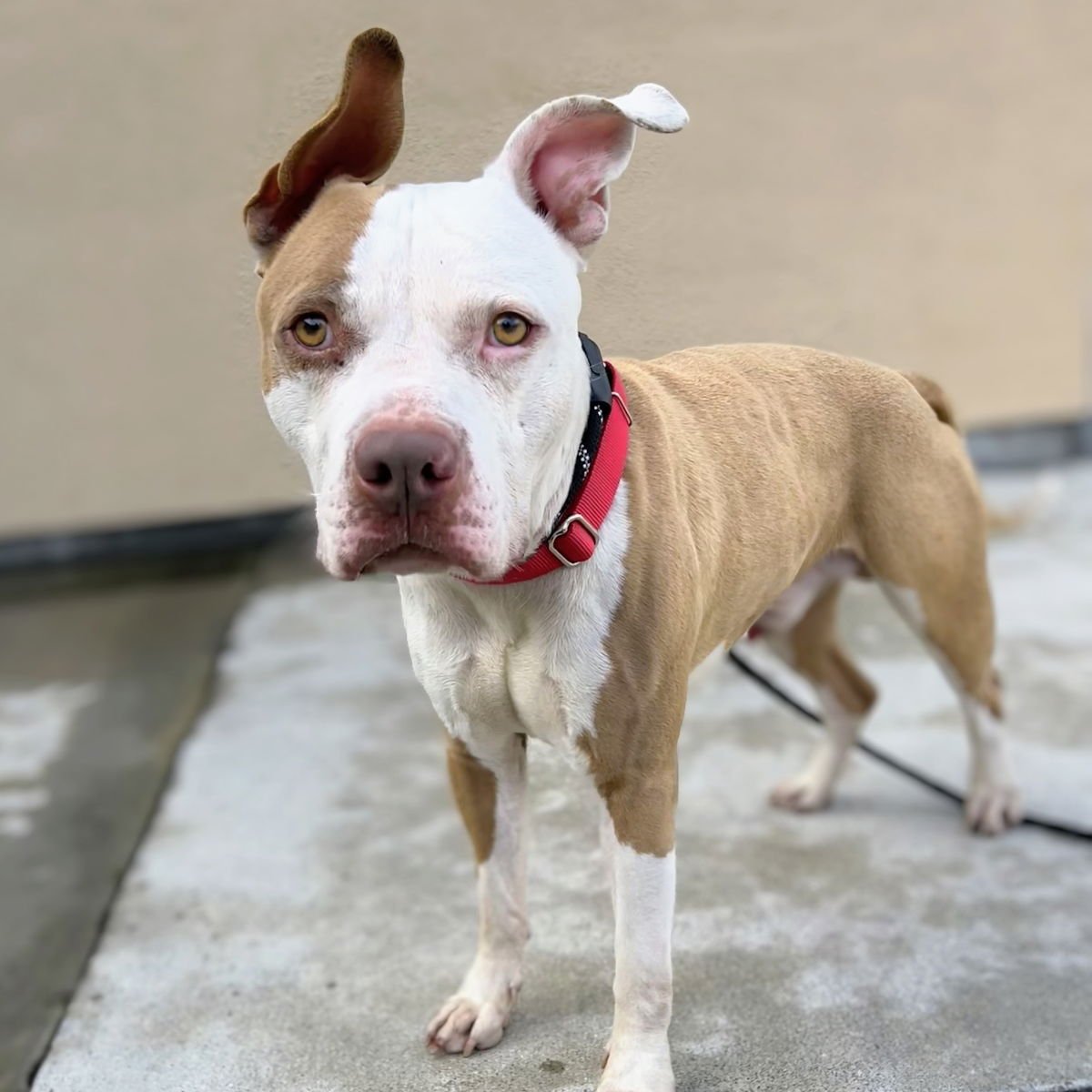 SEUSS - American Pit Bull Terrier available for adoption