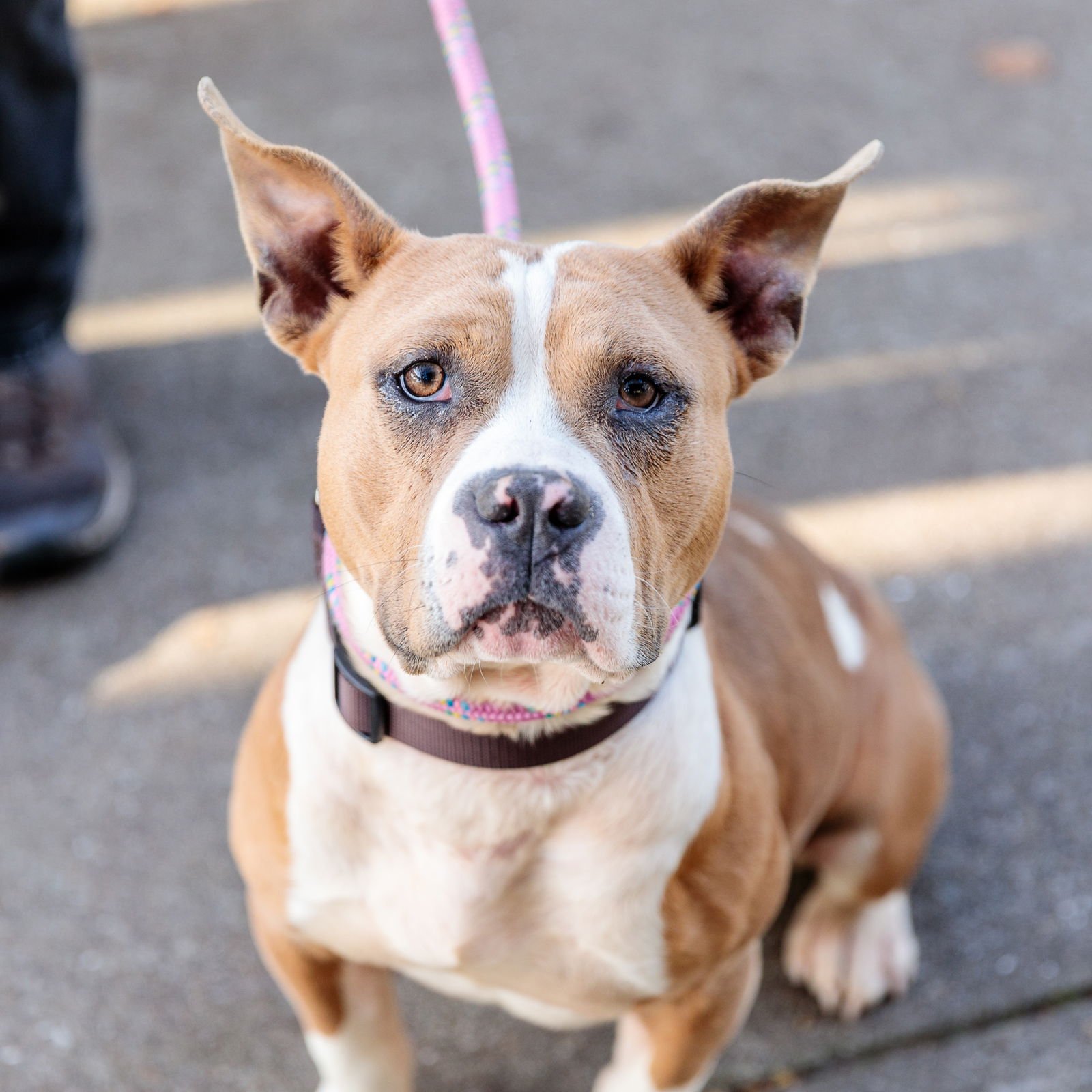 BEGONIA - American Pit Bull Terrier available for adoption