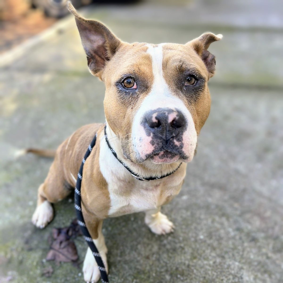BEGONIA - American Pit Bull Terrier available for adoption