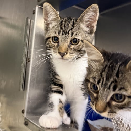 CADILLAC (BONDED W/ LINCOLN) - Domestic Short Hair available for adoption