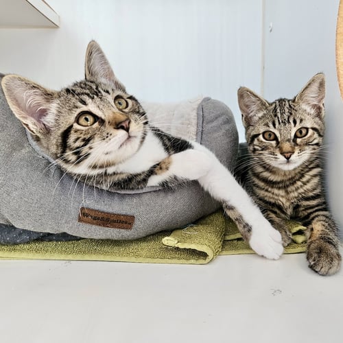 CADILLAC (BONDED W/ LINCOLN) - Domestic Short Hair available for adoption