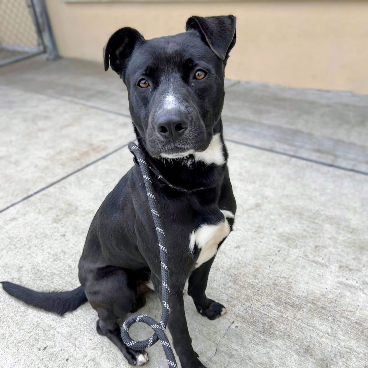 TOTO - American Pit Bull Terrier available for adoption