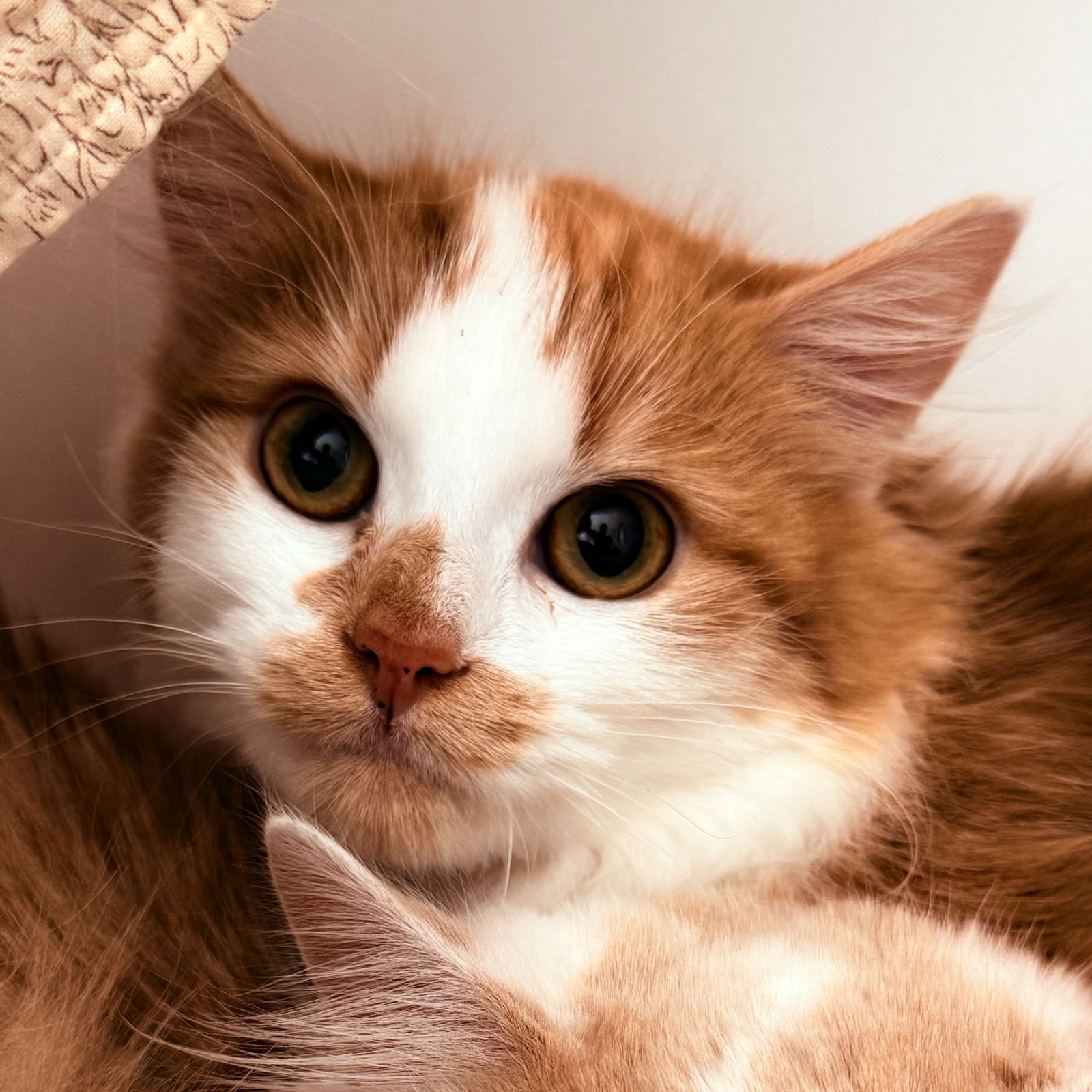 CHER - Domestic Medium Hair available for adoption