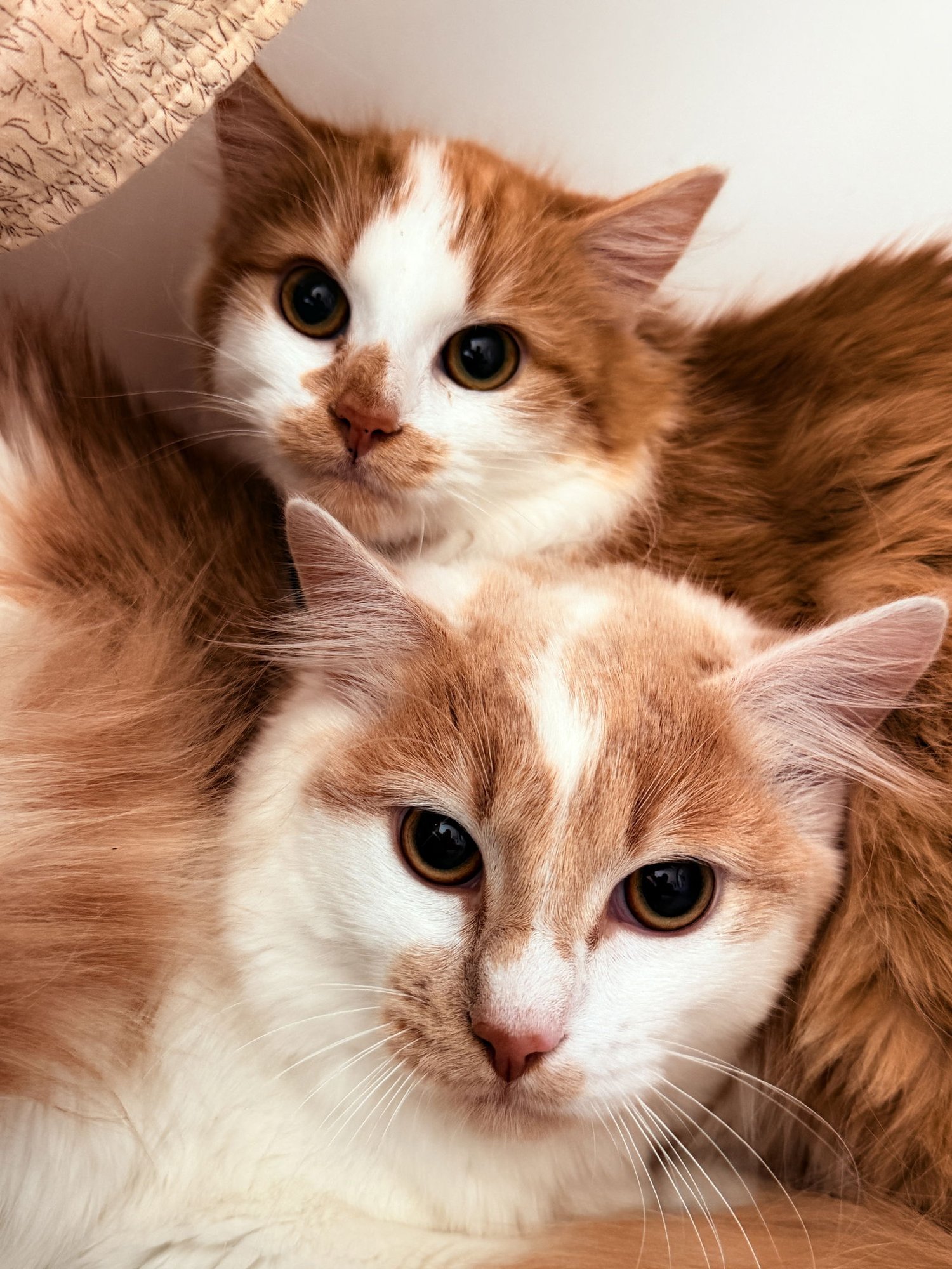 CHER - Domestic Medium Hair available for adoption