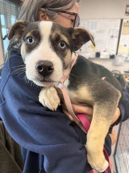 MONET - Husky available for adoption