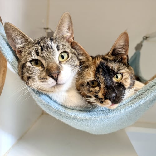 SELENE (BONDED W/ IRIS) - Domestic Short Hair available for adoption