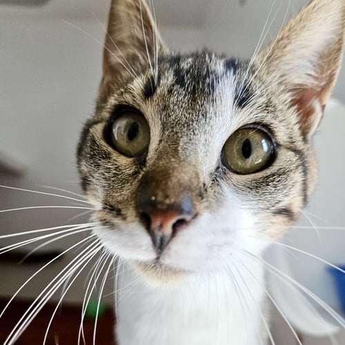 SELENE (BONDED W/ IRIS) - Domestic Short Hair available for adoption