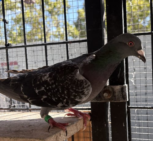 LER - Pigeon available for adoption