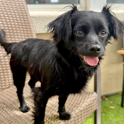 ASHA - Terrier available for adoption