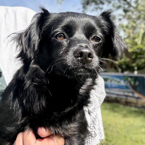 ASHA - Terrier available for adoption