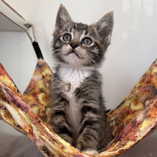 PICHU (BONDED W/ RAICHU) - Domestic Short Hair available for adoption