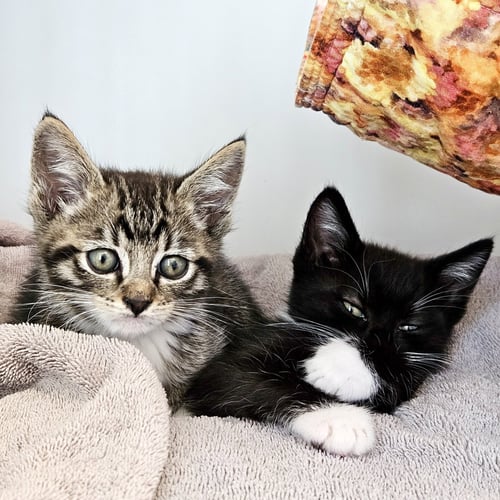 PICHU (BONDED W/ RAICHU) - Domestic Short Hair available for adoption